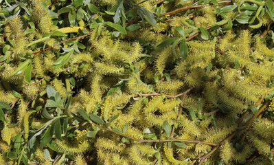 Blooming buds and leaves of willow or willow, illuminated by the sun
