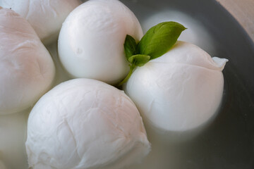 Cheese collection, many white balls of soft Italian cheese mozzarella, on organic cheese farm, Latina, Italy