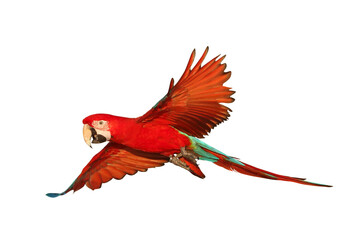 Colorful flying Green-Wing Macaw parrot isolated on transparent background png file © Passakorn