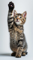 Obraz premium Tabby Kitten Paw High Five. Adorable tabby kitten raises its paw high in a cute high-five pose, with clear and attentive eyes, on a neutral background.