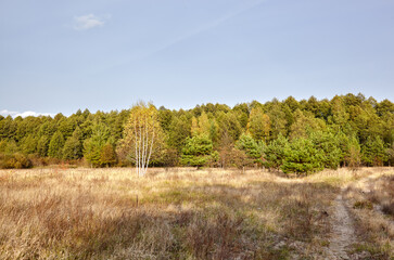 Fototapeta na wymiar Dense forest against the sky and meadows. Beautiful landscape of a row of trees and road to forest