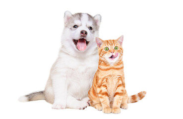 Husky puppy sitting together with a kitten Scottish Straight isolated on a white background
