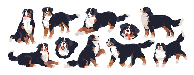 Bernese mountain dog set. Cute doggy of Swiss breed. Purebred canine animal with fuzzy coat, sitting, walking, running, lying, standing poses. Flat vector illustrations isolated on white background © Good Studio