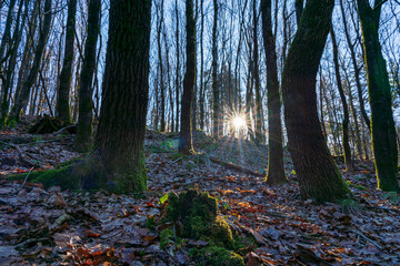 A view to the Bavarian forest into the pure sun light with surrounding sun beams