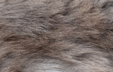 Cat fur as an abstract background. Texture