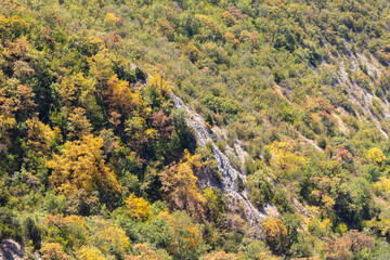 Trees on the mountainside as a background