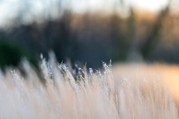 Natural scene with ornamental grasses and a beautiful soft blurred background.