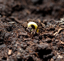A tomato comes from a seed in the ground in the spring. Macro