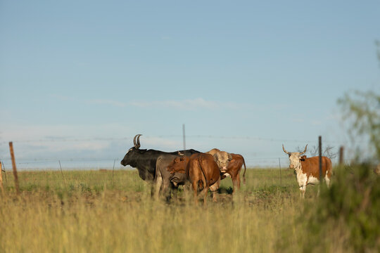 Nguni cows grazing