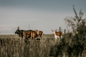 Long horn cattle in field, Nguni.
