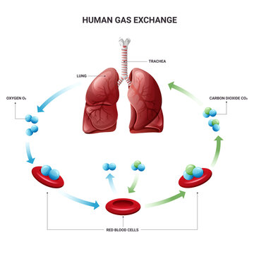 Gas exchange in humans with erythrocytes diagram