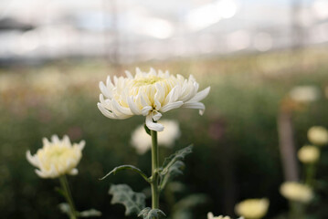 Beautiful white chrysanthemum in the garden