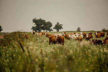 Cattle grazing in meadow