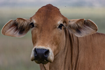 Close up cow face brown, with big ears.