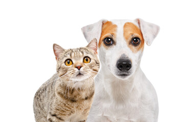 Portrait of lovely cat Scottish Straight  and  dog Jack Russell Terrier together isolated on white background