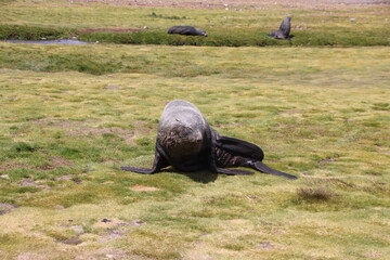 Antarctic Fur Seal (Arctocephalus gazella), Fortuna Bay, South Georgia.