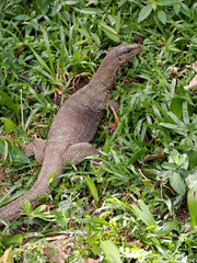 Water monitor, Varanus salvator, has found a home in a park in Kuala Lumpur, Malaysia.