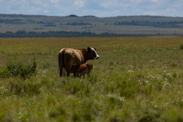 Cow & calf in grasslands