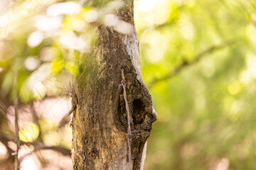 Obraz premium Wire running into tree trunk in the forest