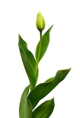 Growing flower on transparent background, PNG.