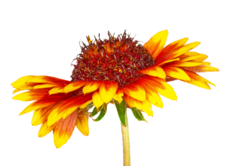 gaillardia flower on transparent background, PNG.