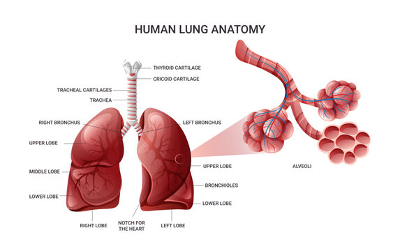 Lungs anatomy, alveoli structure and gas exchange infographic