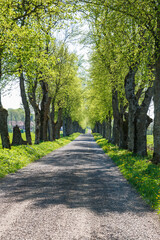 Fototapeta na wymiar Gravel road with green lush trees