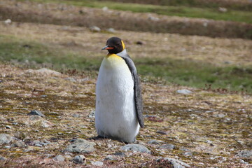 King Penguin (Aptenodytes patagonicus), Fortuna Bay, South Georgia.