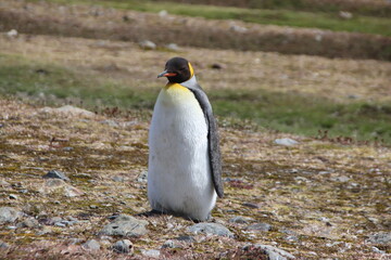 Fototapeta premium King Penguin (Aptenodytes patagonicus), Fortuna Bay, South Georgia.