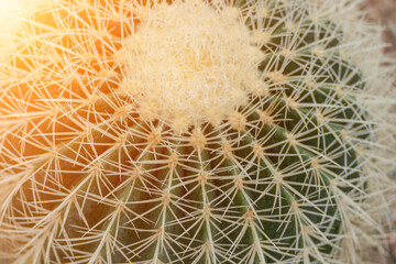 thorn cactus texture background. Golden barrel cactus, golden ball or mother-in-law's cushion...