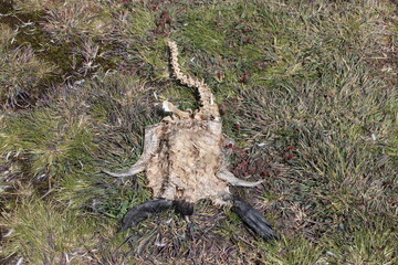 King Penguin (Aptenodytes patagonicus) skeleton, Fortuna Bay, South Georgia.