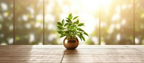 Papier Peint photo Lavable Texture du bois de chauffage Green plant in pot on wooden table and green wall background