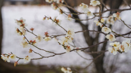 日本の雪景色と梅の花