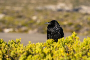 A raven perching on a bush