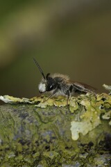 Vertical close up on a male red- bellied miner solitary bee, Andrena ventralis on wood