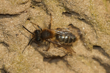 Closeup on a male Clarke's mining bee, Andrena clarkella, sitting on the ground