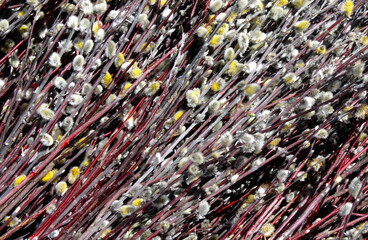 On a black background there is a bunch of blossoming willow buds. Red and silver twigs with shaggy little yellow and silver lumps, close up of a pile of metal wire