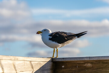 Pacific gull on Kangaroo island