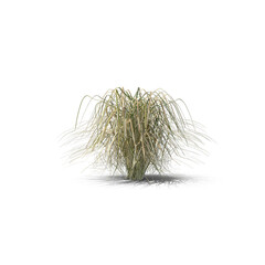 Prairie Cordgrass PNG