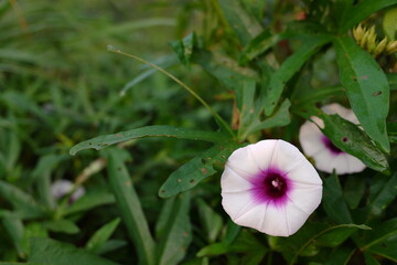 flowers with white petals and purple centers from sweet potato plants in the home garden.