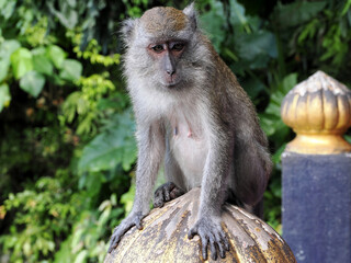 Naklejka na ściany i meble Long-tailed Macaque, Macaca fascicularis, lives in Batu cave, Kuala Lumpur, Malaysia