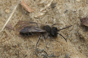 Closeup on a white fluffy male of the endangered Dawn mining bee, Andrena nycthemera on the ground