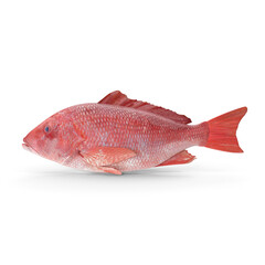 Red Snapper Fish PNG