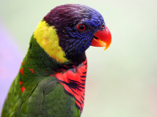 Portrait of Rainbow lorikeet Trichoglossus haematodus, Malaysia