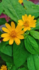 yellow flowers