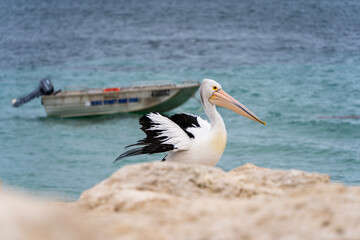 Pelican waiting for fish on the shore