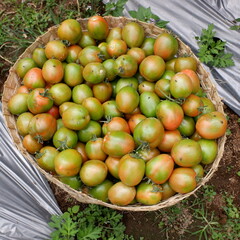 a basket full of freshly harvested tomatoes from the garden