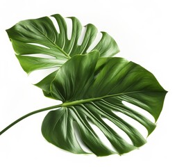Monstera natural fresh big one leaf on white background isolated