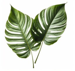 Monstera natural fresh big one leaf on white background isolated