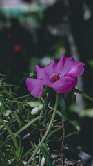 flower in the garden